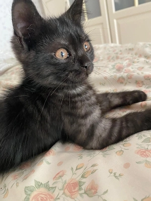 Wunderschöner  BKH Perser Kater black grey 