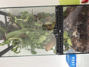 Regenwaldterrarium 60x30x30