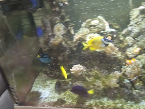 Meerwasser Aquarium 
