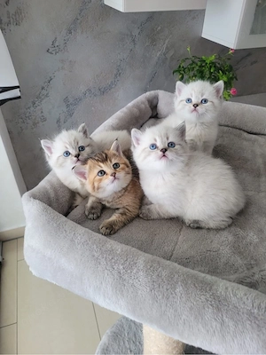 BKH Kitten