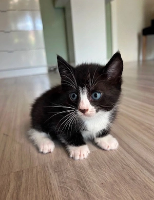 Britisch Kurzhaar mix kitten