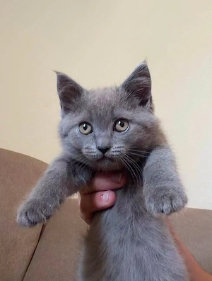 Britisch Kurzhaar-Kater , 3 Monate al