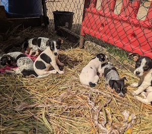 Jack Russelmischlinge