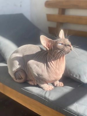 Deckkater Don Sphynx reinrassig, erfahren