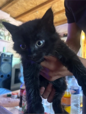 süsse katzen babys 