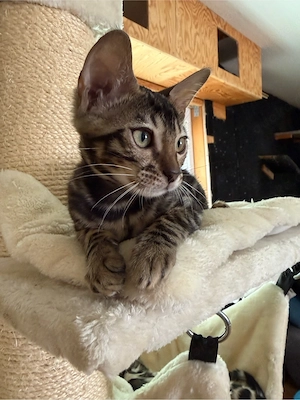 reinrassige Bengalen 