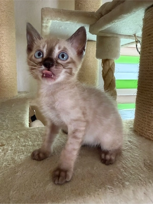 reinrassige Bengalen 