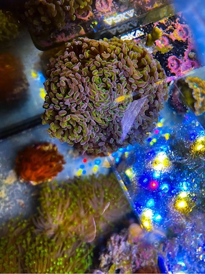 Meerwasser Koralle Euphyllia Paraancora Fake Hologramm 10+ Köpfe 