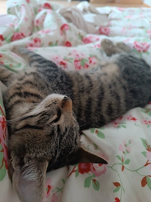  Babykatze Kater abzugeben