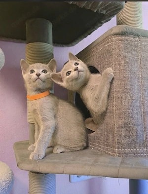 Süße Russisch Blau Kitten aus liebevoller Hobbyzucht,  mit Stammbaum (abzugeben ab 12. Woche)