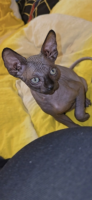 sphynx katzen