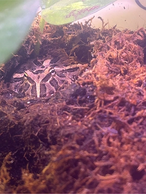 Pacman frosch   cranwelli