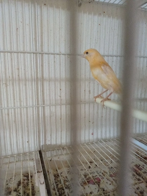 Kanarienvögel 