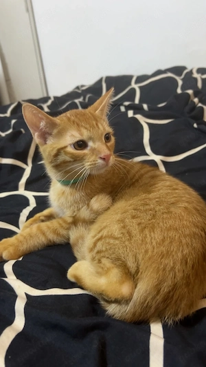 Hiermit wird 2x katzen mit 3 Monate alt verkauft 