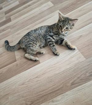 Hiermit wird 2x katzen mit 3 Monate alt verkauft 