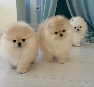 Pomeranian mini Zwergspitz welpen