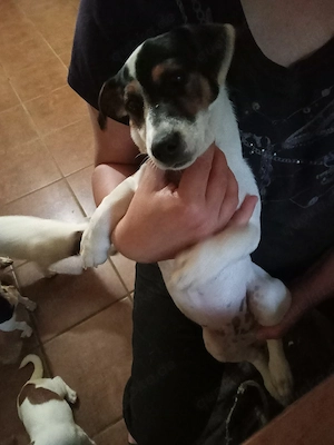 Jack Russel Welpen