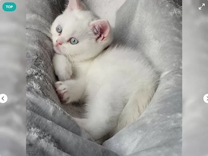 Wunderschöne Britisch Kurzhaar Kitten suchen ein liebevolles Zuhause!