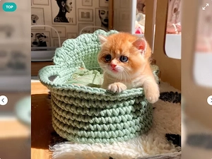 Wunderschöne Britisch Kurzhaar Kitten suchen ein liebevolles Zuhause!