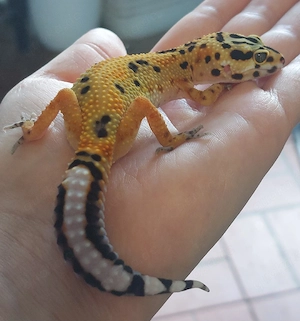 Leopardgecko junges Weibchen Clown