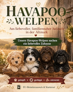 Havapoos Havaneser  Toypudel ähnlich Maltipoo