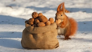 Walnüsse, wertvolle Futternüsse für Eichhörnchen beste Qualität Bild 2