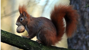 Walnüsse, wertvolle Futternüsse für Eichhörnchen beste Qualität Bild 3
