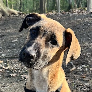Dickie, geb. ca. 11 2025, lebt bei einer Familie in 46236 Bottrop 