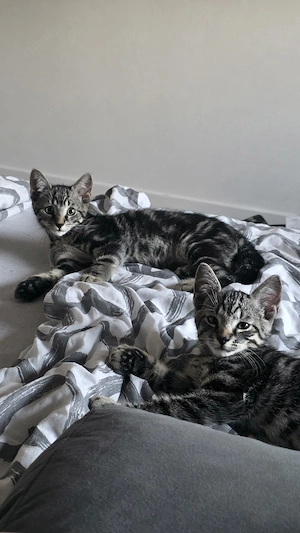 2 süße Baby Katerchen suchen noch ein neues Zuhause!