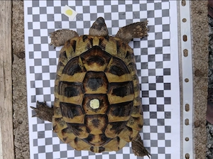 Griechische Landschildkröten Testudo hermanni abzugeben