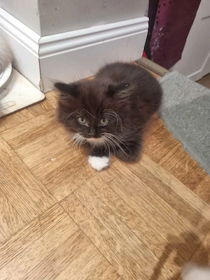 Liza Norwegische Waldkatze mix Ragdoll 