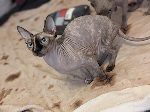 Canadian Sphynx Kätzin abzugeben 