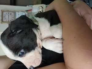 Welpen ,Labrador mix