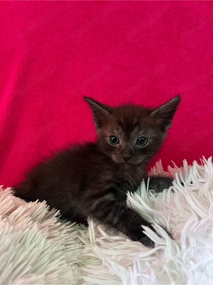 2 wunderschöne hübsche Katzenbabys zu verkaufen  