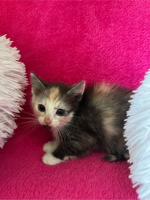 3 wunderschöne hübsche Katzenbabys zu verkaufen  