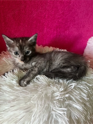 1 wunderschönes hübsches Katzenbabys zu verkaufen  