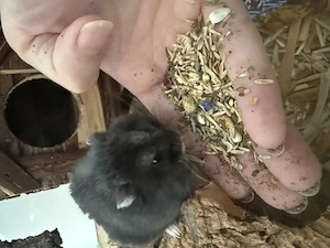 Campbell Zwerghamster weibchen