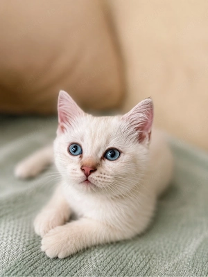 Reinrassige Bkh Kitten Abgabebereit 