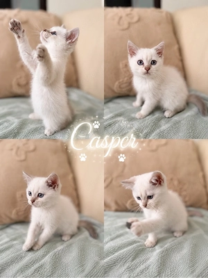 Reinrassige Blue Point Bkh Kitten 