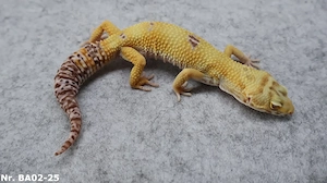 Leopardgecko 2025 Männchen Weibchen