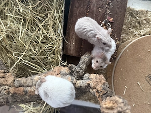 Campbell Zwerghamster weibchen