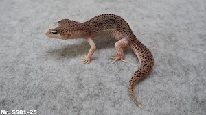 Leopardgecko adult zuchtreif Männchen Weibchen Bild 9