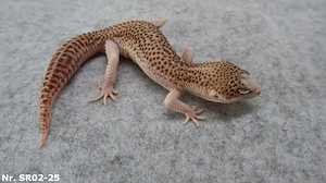 Leopardgecko adult zuchtreif Männchen Weibchen Bild 8
