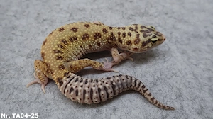 Leopardgecko adult zuchtreif Männchen Weibchen Bild 10