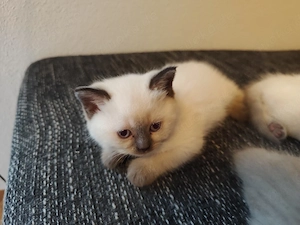 BKH-Katze in der Farbe Blue Point (mit weißen Abzeichen) sucht ein liebevolles Zuhause
