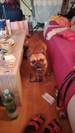 Französische Bulldogge 