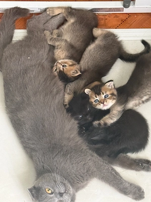 BKH Kitten 