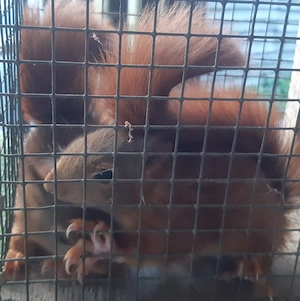 Eichhörnchen Jungtiere