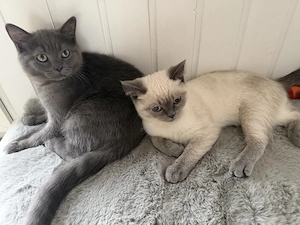BKH Katzen nur zusammen 