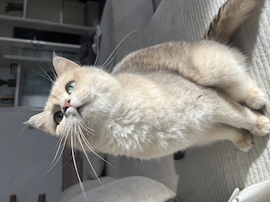 Golden shaded BKH Katze 